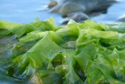 Organik Deniz Yosunu